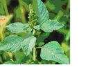 Herbicide  Metsulfuron-methyl 60%WP